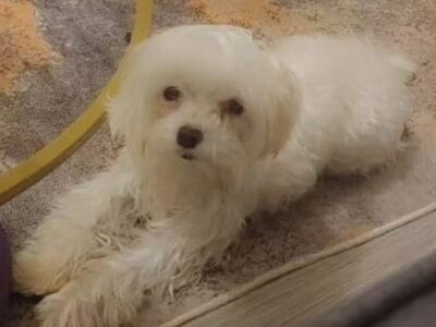 Cute Maltese needs a new home