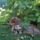Mini Dachshund