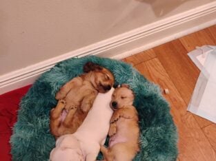 Dachshund puppies for sale