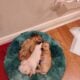 Dachshund puppies for sale