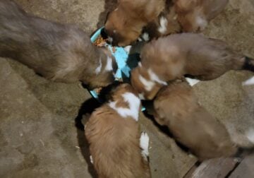 Saint Bernard Pups