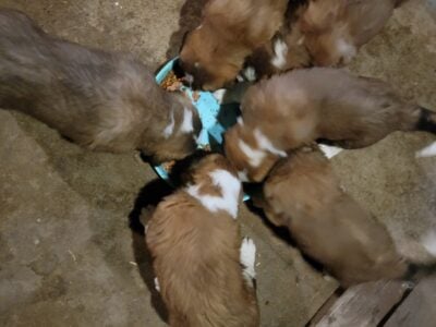 Saint Bernard Pups