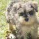 CKC MINI SCHNAUZER