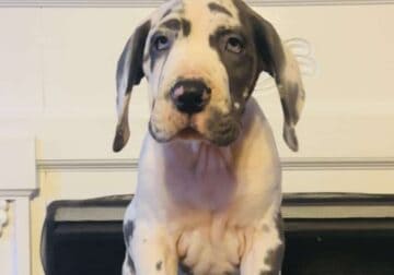 Euro Great Danes