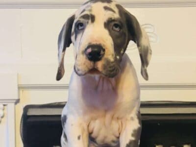 Euro Great Danes