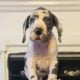 Euro Great Danes