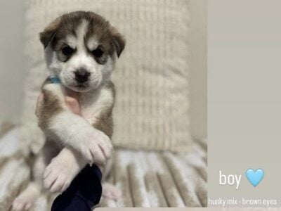 Siberian husky terrier
