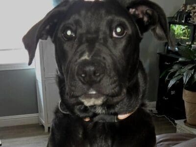 Sm Blk Lab Mix Pup, V Sweet, Female