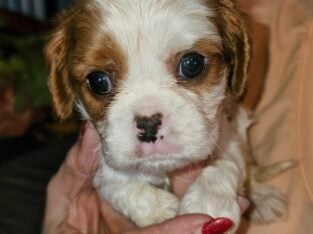 Cavalier King Charles Spaniel