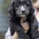 Mini aussiedoodles