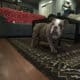 Rare AKC Lilac Micro Bulldog – Available for Adopt