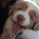 AKC Registry of “purebred” Australian Shepherds