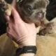 Isabella fluffy lilac tri french bulldog puppy