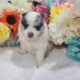 Purebred Pomeranian puppies