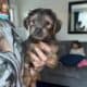 Yorkiepoo puppies