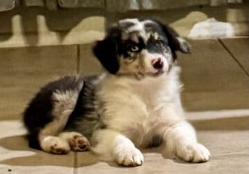 AKC/ASCA Australian Shepherd puppies