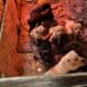 Puppies for sale