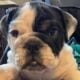 AKC Miniature English Bulldogs