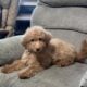 Mini golden doodle