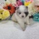 Purebred Pomeranian puppies