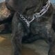 Nice friendly dog