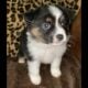 100% pure miniature Australian shepherds.