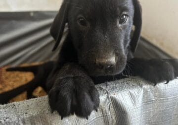 Lab golden puppys