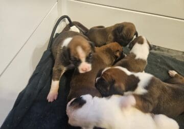 Boxer puppies