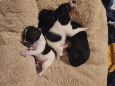 Jorkies Half Yorkie/ Half Jack terrier