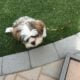 Xander, male Malshi/Peke