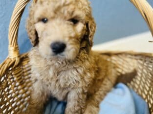 Golden doodle