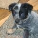 Australian cattle puppies