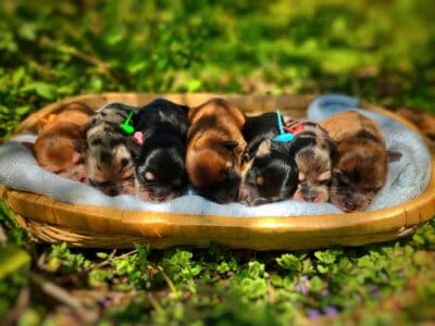 Upcoming Rare Exotic Korean Morkies