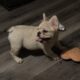 Fluffy and carrier French Bulldogs