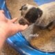 Australian cattle puppies