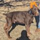 Rotterman Puppies Rottweiler Doberman 10 weeks old