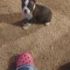Frenchton puppies for sale