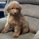 Mini golden doodle