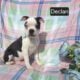 $500 THIS WEEKEND ONLY “Declan”