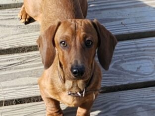 AKC registered Miniature Dachshund puppies
