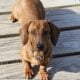 AKC registered Miniature Dachshund puppies