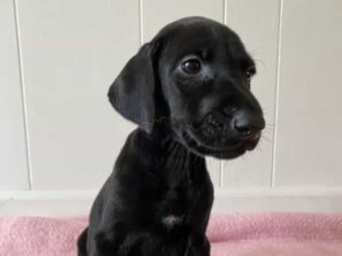 Doberman Puppies