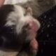 Blue merle fluffy French bulldog puppy