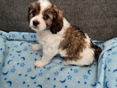 Yellow collar female cavapoo puppy