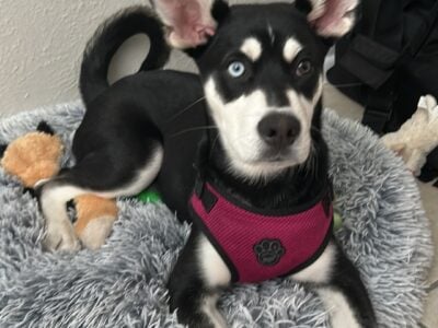 Siberian husky puppy