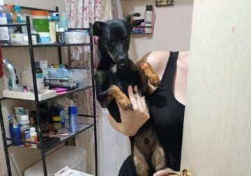 Able free to good home