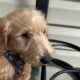 The Labradoodle Bluff