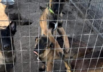 AKC Belgian Malinois Puppies