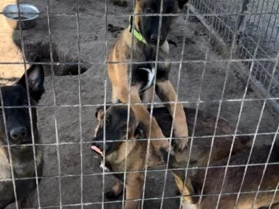 AKC Belgian Malinois Puppies