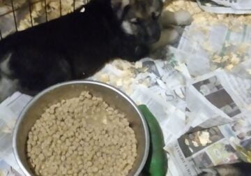 German Shepherd pups loyal guardian & protectors
